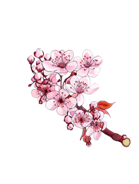 Cherry Blossom heart note of Jo Malone London Sakura cherry blossom Cologne botanical drawing