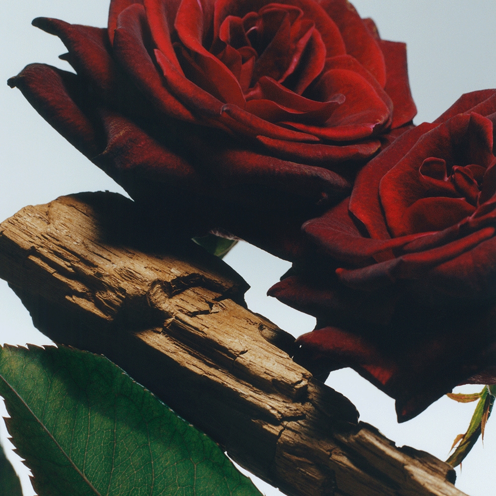 Velvet Rose & Oud Body Crème | Jo Malone London | Jo Malone London