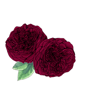 velvet rose & oud shower cream