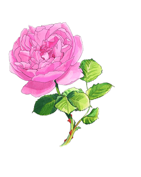 white musk rose