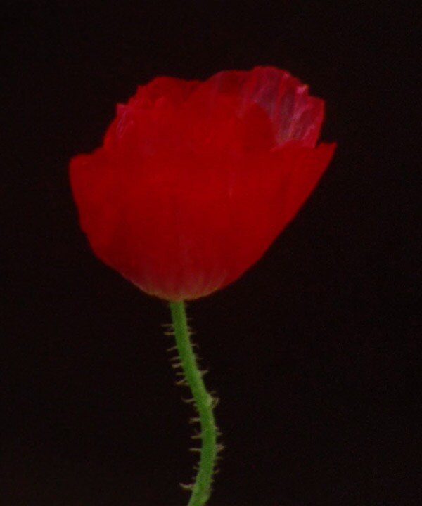 poppy flower scent